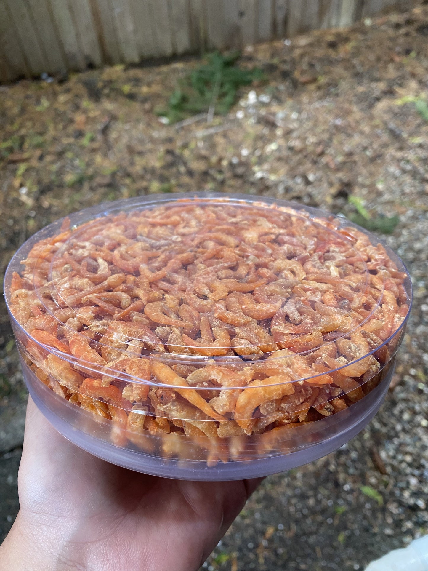 Dried Shrimp (Premium)